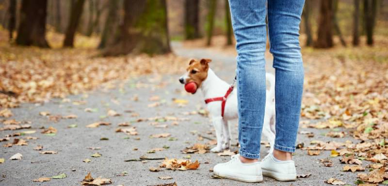 mejor collar para cachorros