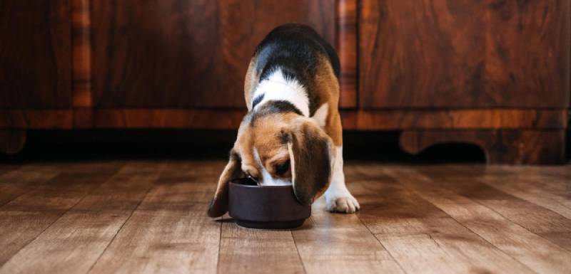 dieta blanda para perros