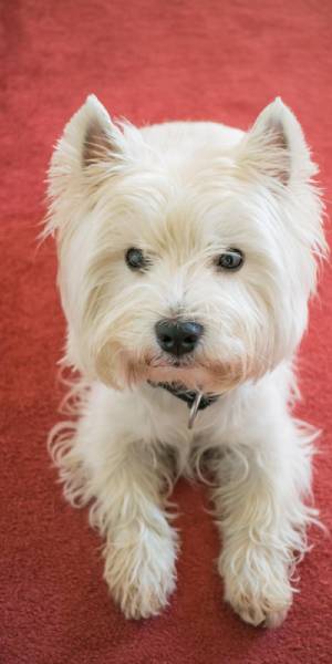 West Highland White Terrier fotos 2