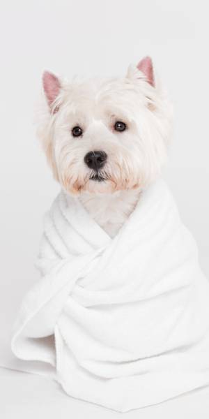 West Highland White Terrier fotos