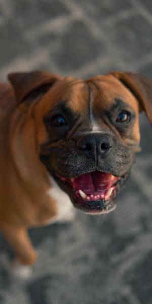 boxer fotos