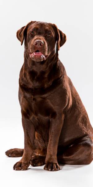 Labrador Retriever fotos
