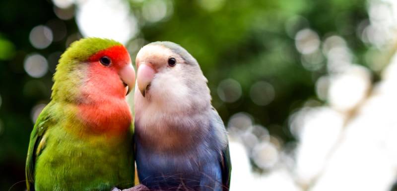 nombres pajaros