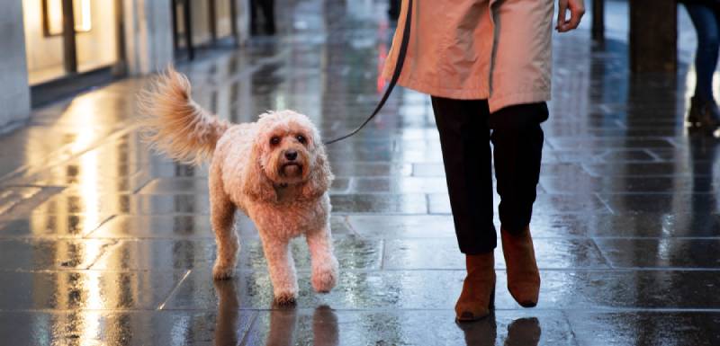 mejores accesorios reflejantes para perros
