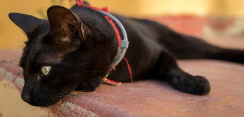mejores collares antiparasitarios para gatos