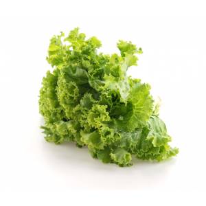 lechuga verduras que pueden comer los gatos