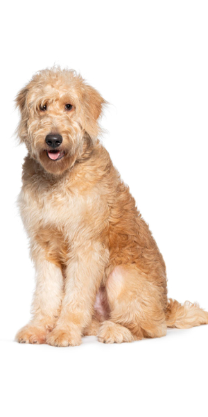 goldendoodle 2