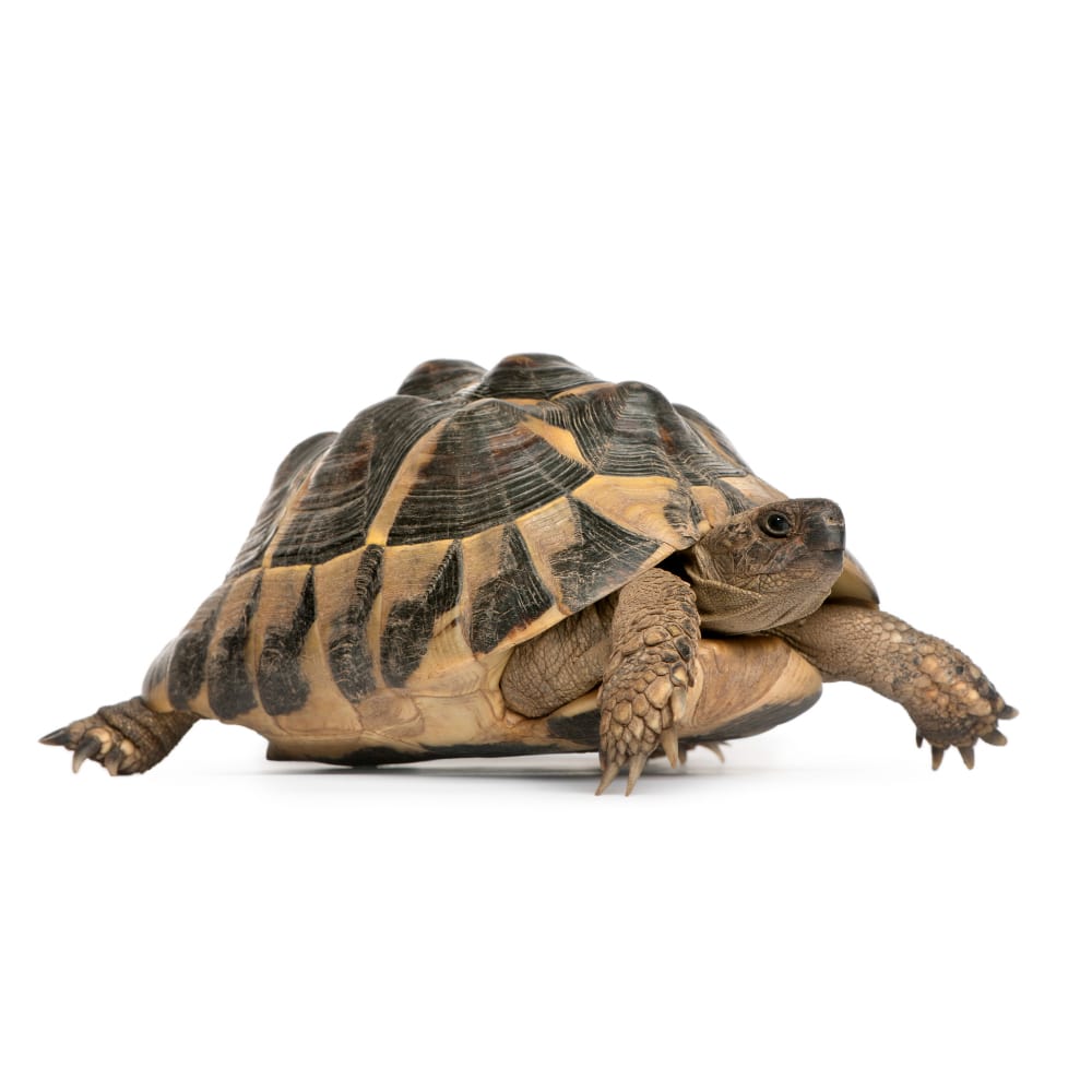 Tortuga de tierra cuidados