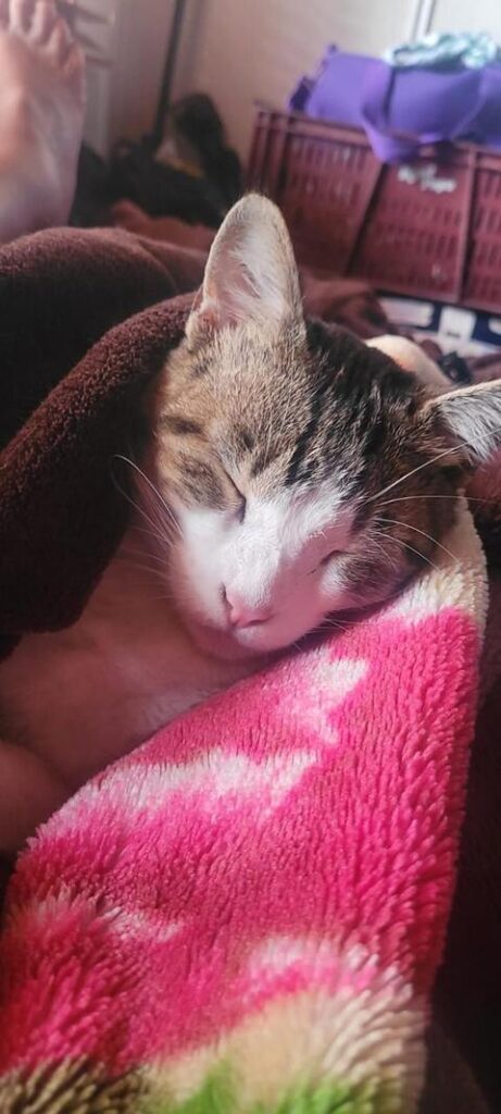 Adopción de Dani