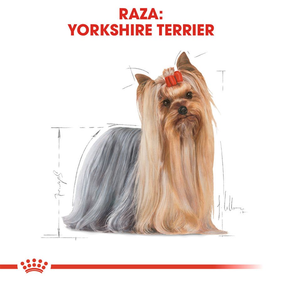 7.5 kg Royal Canin Adult Yorkshire Terrier pienso para perros, , large indicador imagen numero 3