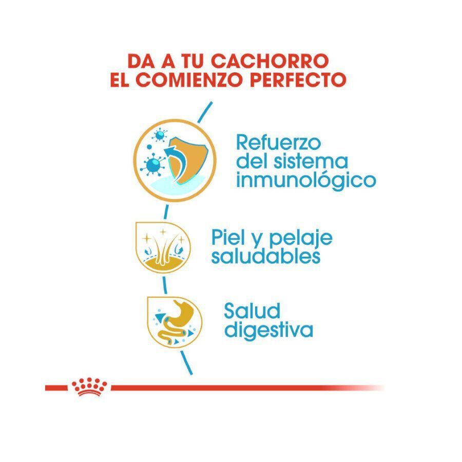 12 kg Royal Canin Puppy Golden Retriever pienso para perros, , large indicador imagen numero 6