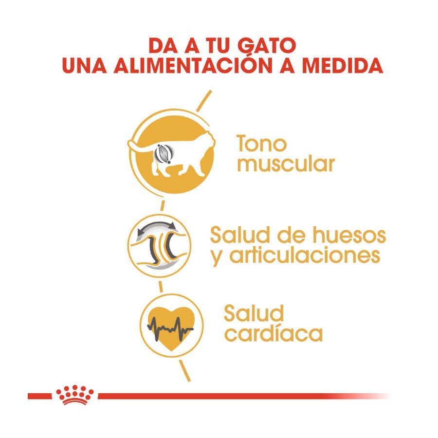 10 kg Royal Canin Adult British Shorthair pienso para gatos, , large Imagen numero 5