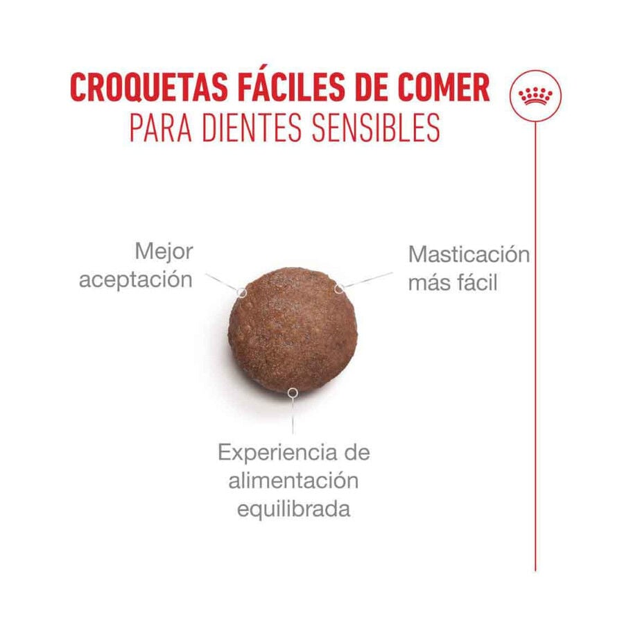4 kg Royal Canin Ageing +15 pienso para gato senior&nbsp;, , large indicador imagen numero 5