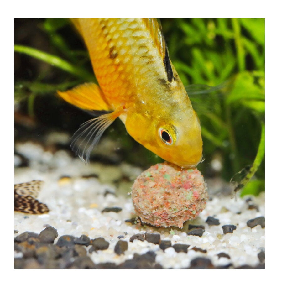 JBL Novotab Pastillas para peces, , large Imagen numero 4