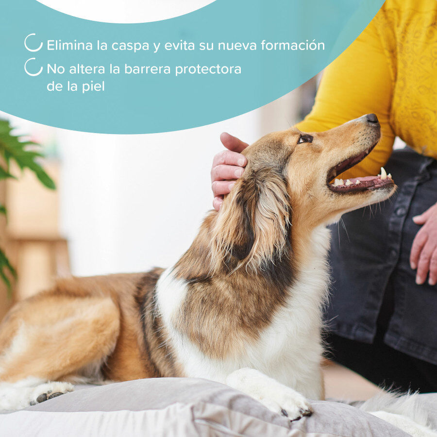 Beaphar Champ&uacute; Anticaspa para perros y gatos, , large Imagen numero 4