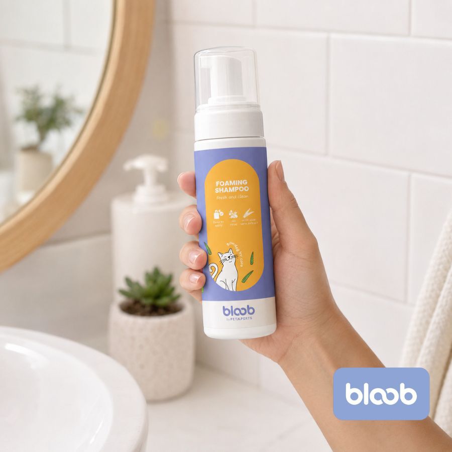 Bloob Champ&uacute; Seco en Espuma para gatos