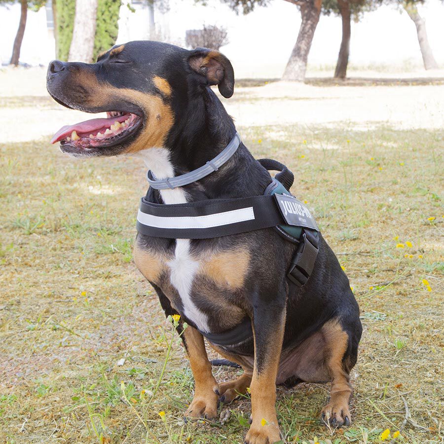 Julius K-9 IDC Arn&eacute;s Verde para perros, , large indicador imagen numero 3