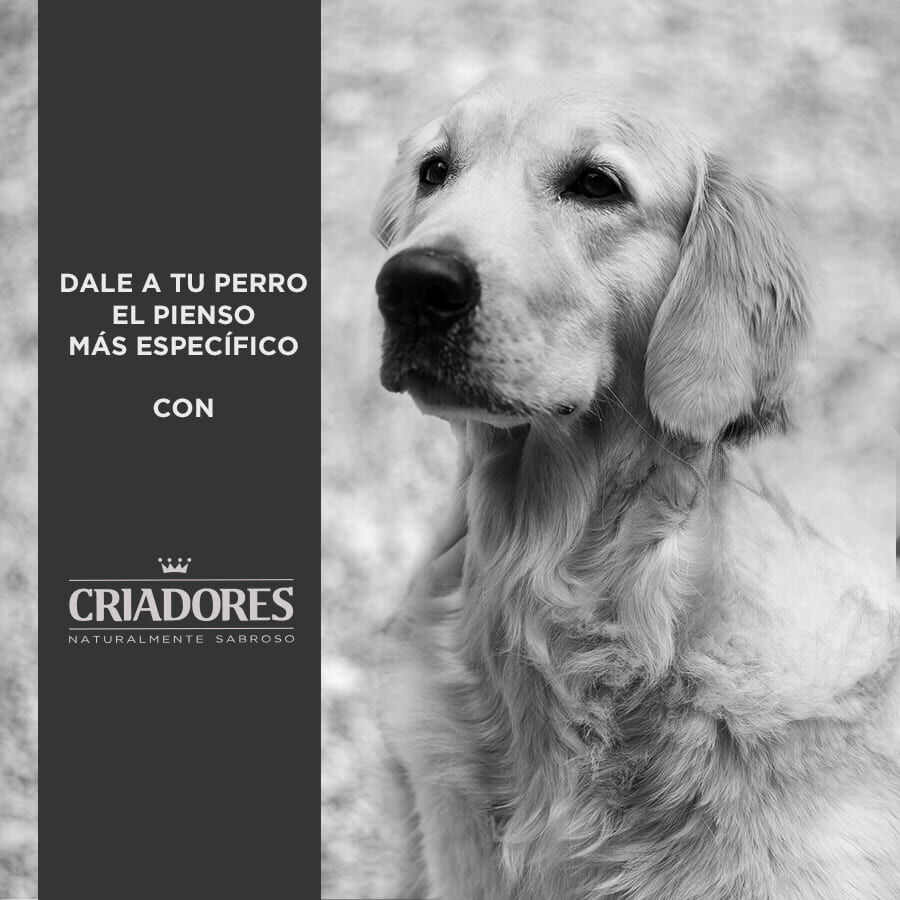 15 kg Criadores Senior Pollo y Arroz pienso para perros de razas medianas y grandes, , large indicador imagen numero 5