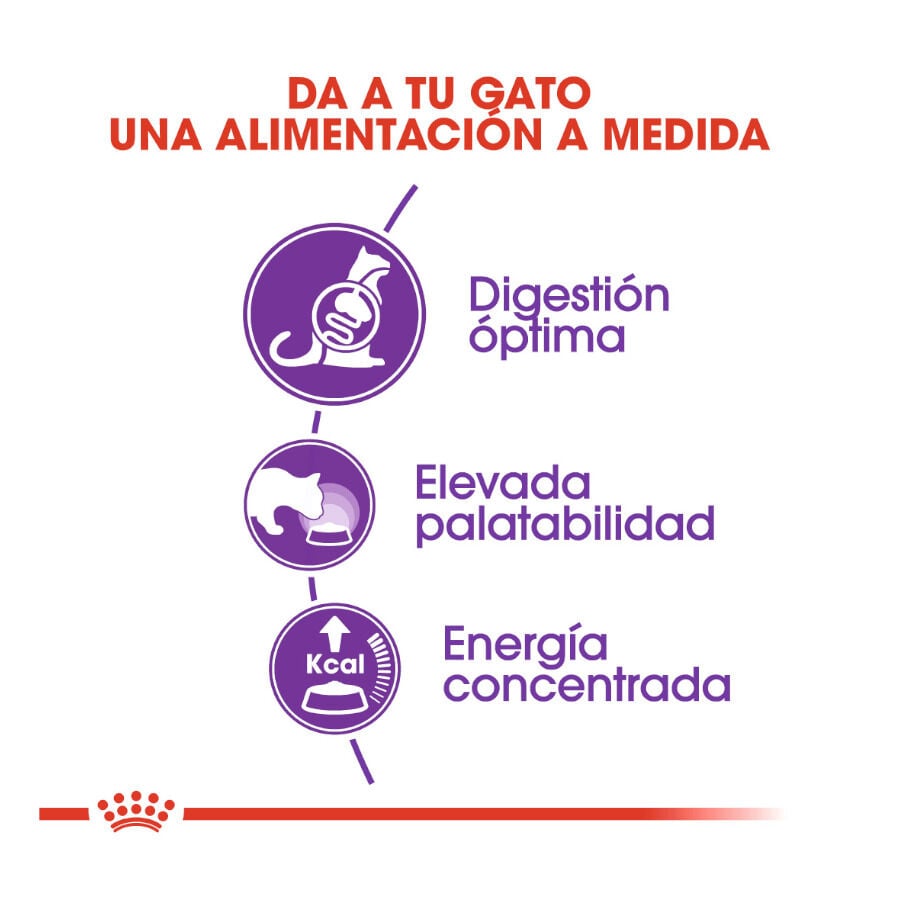 10 kg Royal Canin Regular Sensible 33 pienso para gatos, , large indicador imagen numero 4