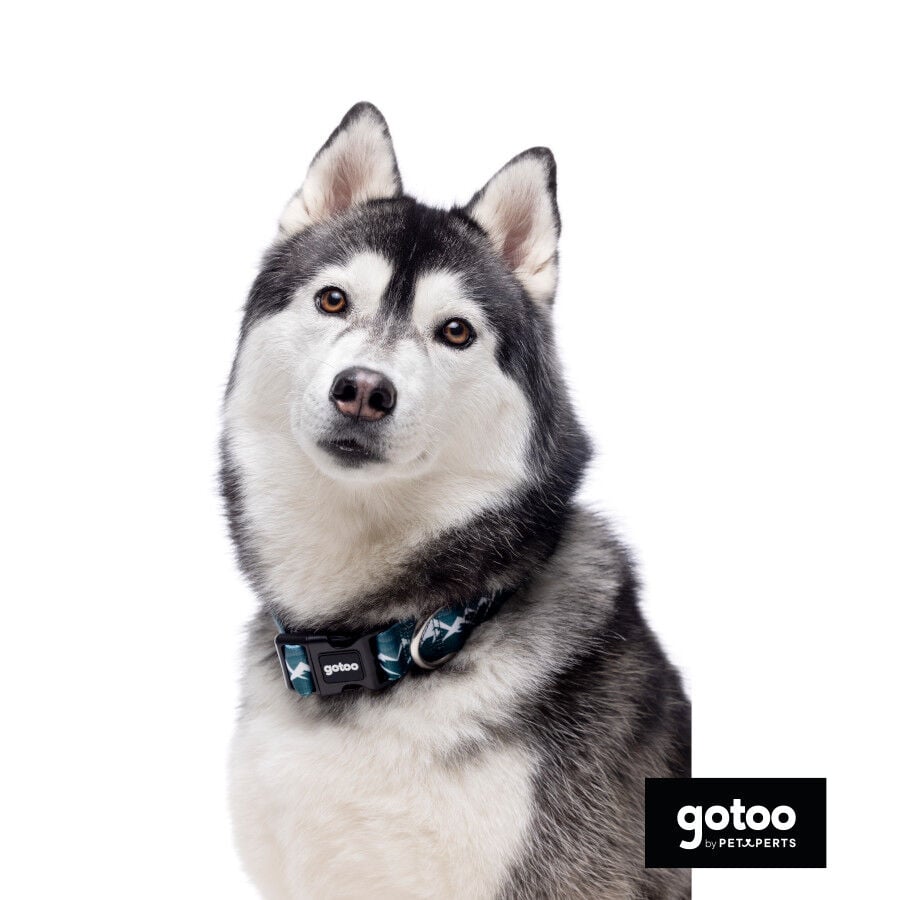Gotoo Collar estampado verde para perros, , large indicador imagen numero 4