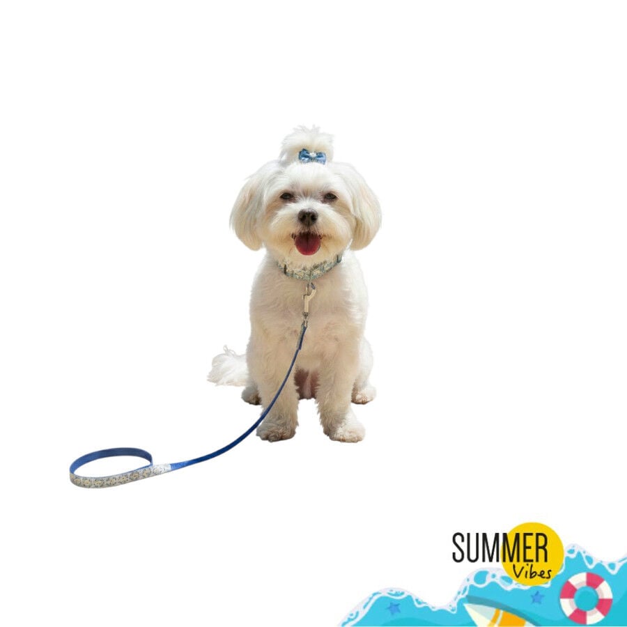 Summer Vibes Pack Correa y Collar Dolce Vita para perros, , large Imagen numero 1