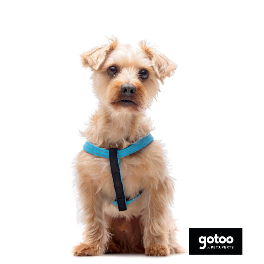 Gotoo Arn&eacute;s reflectante de neopreno azul para perros
