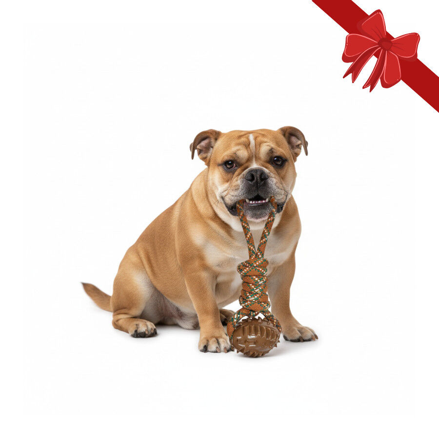 Wonder Christmas Juguete de Cuerda y Mordedor Navide&ntilde;o para perros, , large indicador imagen numero 1