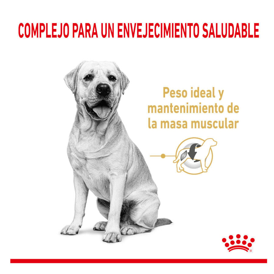 12 kg Royal Canin Adult 5+ Labrador pienso para perros, , large indicador imagen numero 3
