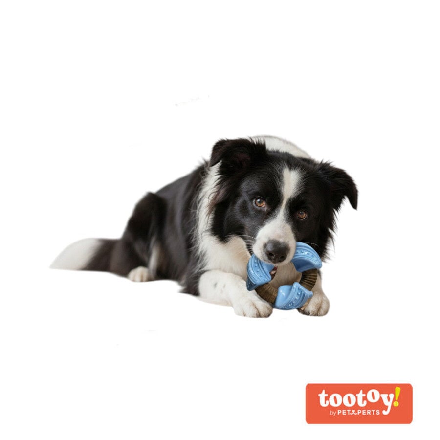 Tootoy! Anillo Mordedor Dental Azul y Marr&oacute;n para perros