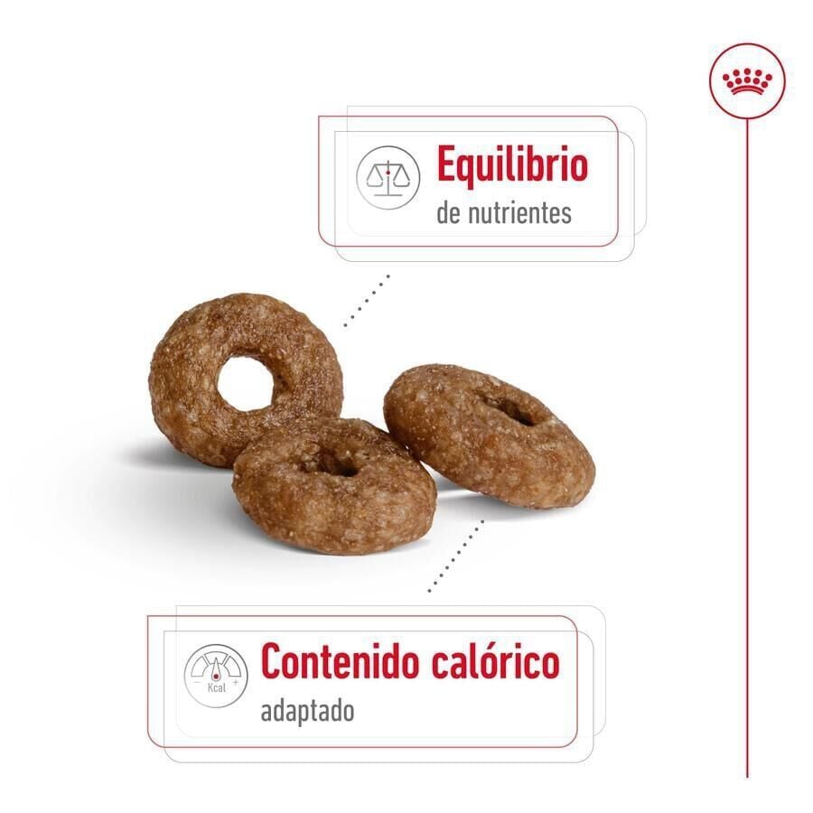 3.5 kg Royal Canin Mini 12+ Ageing pienso para perros&nbsp;senior, , large indicador imagen numero 6