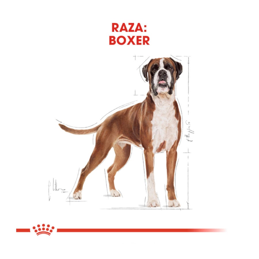 12 kg Royal Canin Adult Boxer pienso para perros, , large indicador imagen numero 4