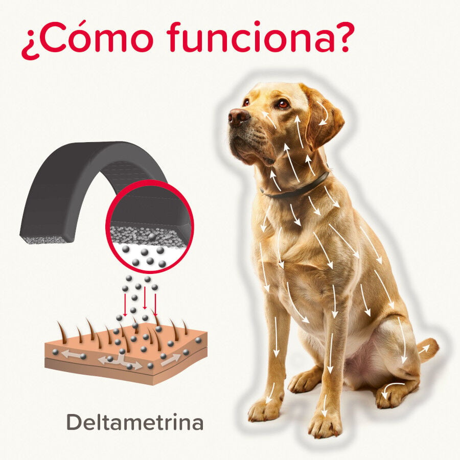 Beaphar Canishield Collar Antiparasitario para perros, , large indicador imagen numero 4