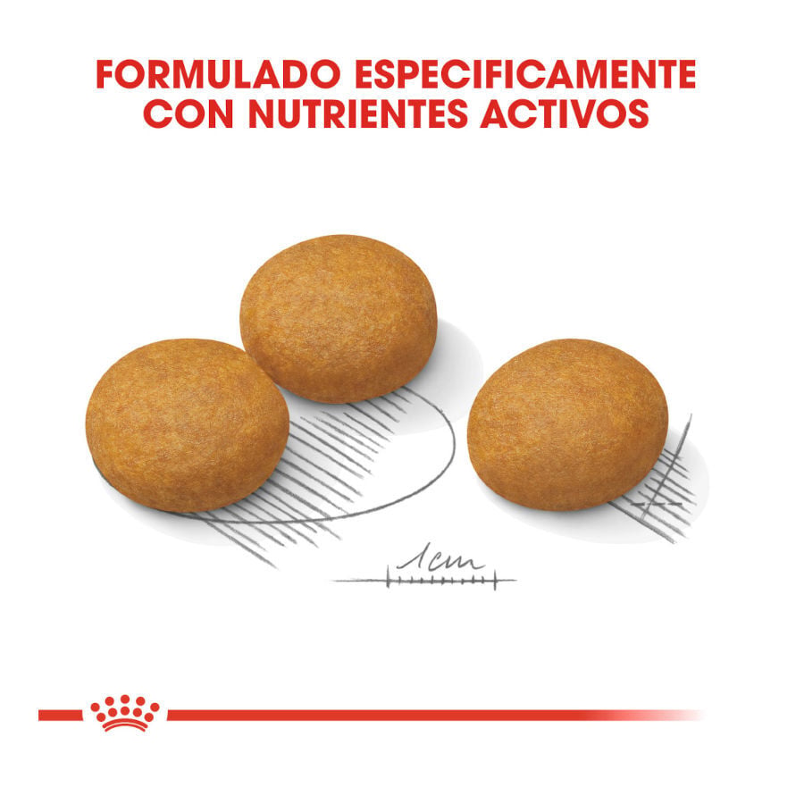 12 kg Royal Canin Dermacomfort Maxi pienso para perros, , large indicador imagen numero 4