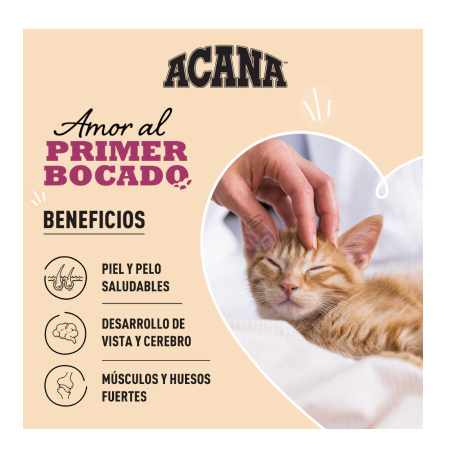 1.8 kg Acana Highest Protein Pollo Pavo y Salm&oacute;n pienso para gatitos, , large indicador imagen numero 2