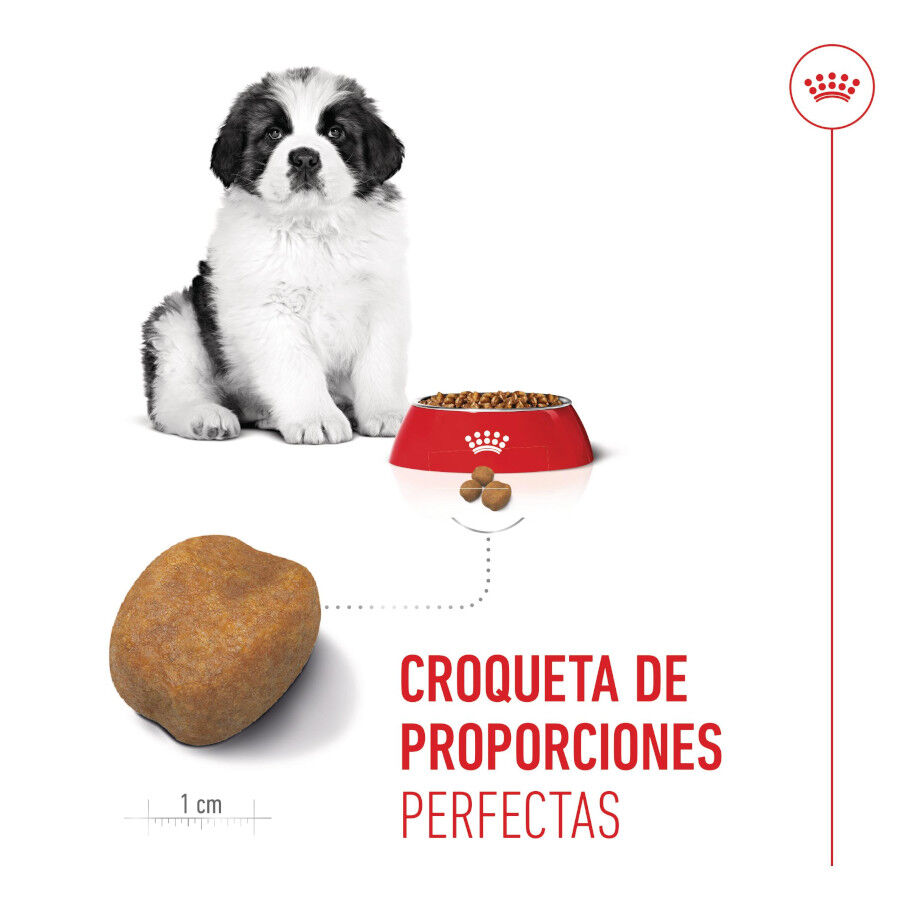 1 kg Royal Canin Puppy Giant pienso para perros, , large Imagen numero 5
