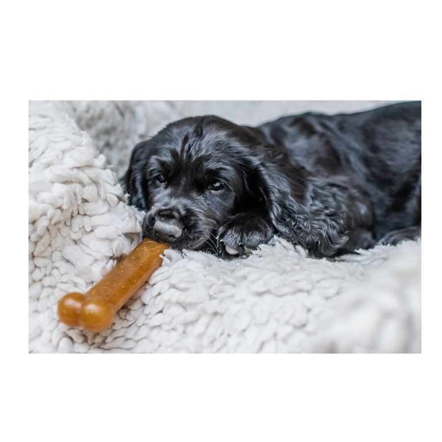 Nylabone Chew Pollo Hueso Mordedor para cachorros, , large Imagen numero 5