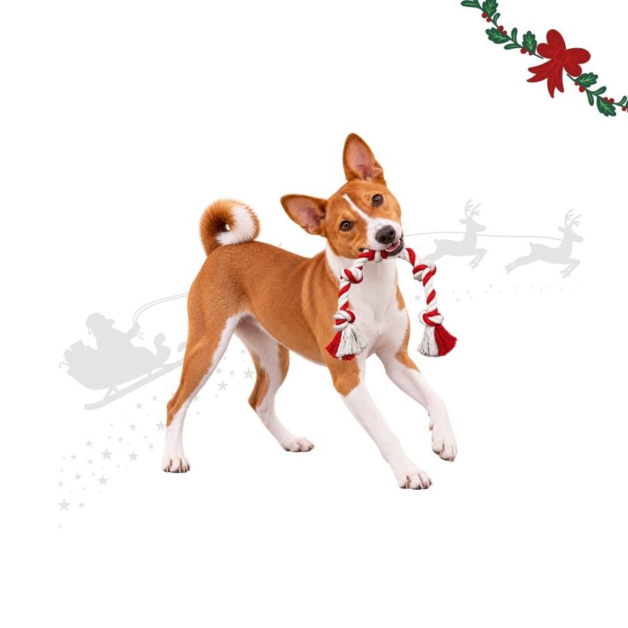 Wonder Christmas Cuerda Forma Caramelo Juguete para perros, , large indicador imagen numero 1