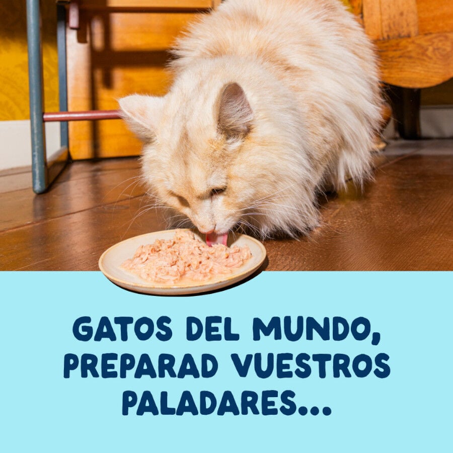 70 g Edgard & Cooper Filetes de At&uacute;n y Calamar lata para gatos, , large indicador imagen numero 2
