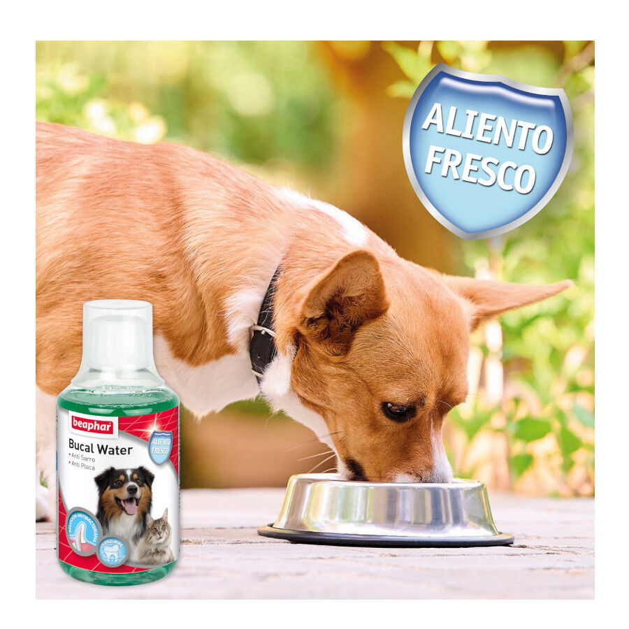 Beaphar Enjuague Bucal para perros y gatos, , large Imagen numero 4