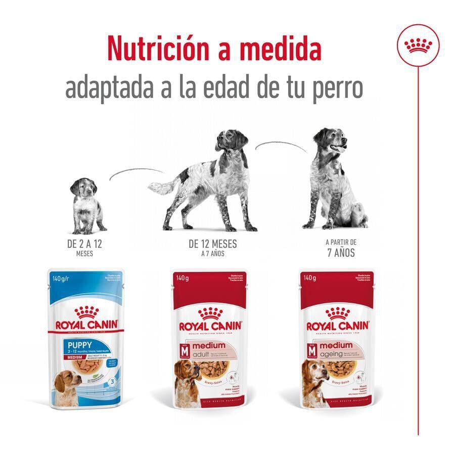 140 g Royal Canin Medium Ageing sobre en salsa para perros&nbsp;senior, , large indicador imagen numero 5