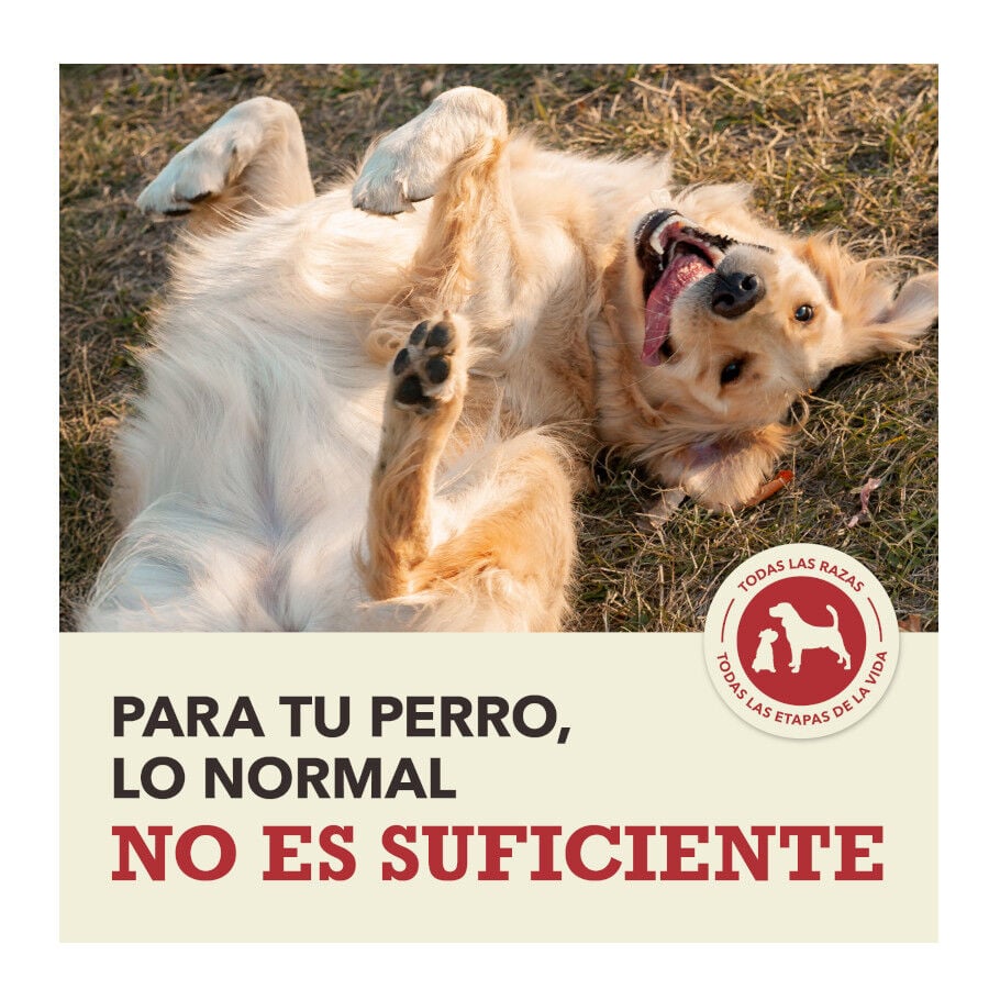 11.4 kg Acana Red Meat pienso para perros, , large indicador imagen numero 10