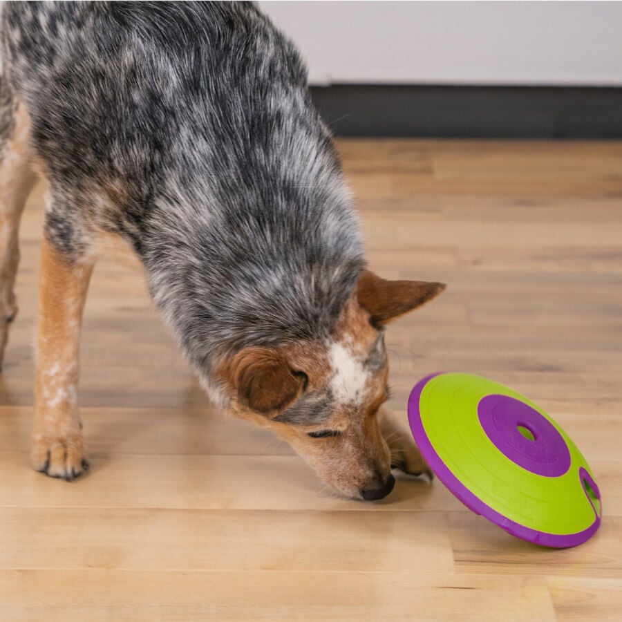 Outward Hound Treat Maze Disco Interactivo para perros, , large Imagen numero 2