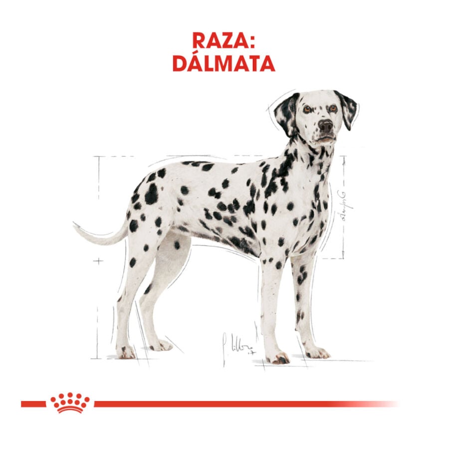 12 kg Royal Canin Adult D&aacute;lmata pienso para perros, , large indicador imagen numero 4