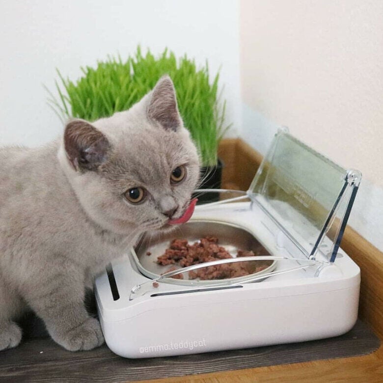 Sure Petcare Surefeed Comedero Autom&aacute;tico con Microchip, , large Imagen numero 8