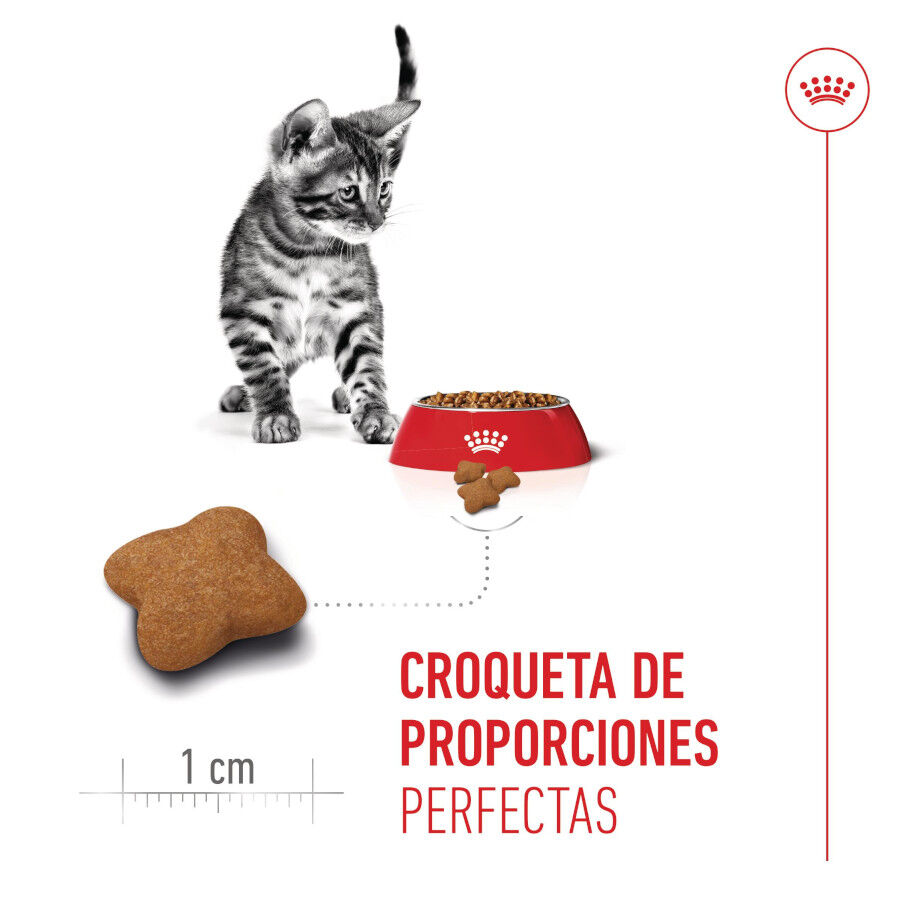 3.5 kg Royal Canin Kitten Sterilised pienso para gatos, , large Imagen numero 5