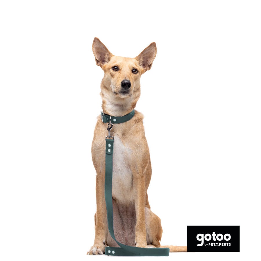 Gotoo Correa Biothane verde para perros