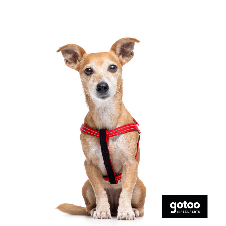 Gotoo Arn&eacute;s reflectante de neopreno rojo para perros