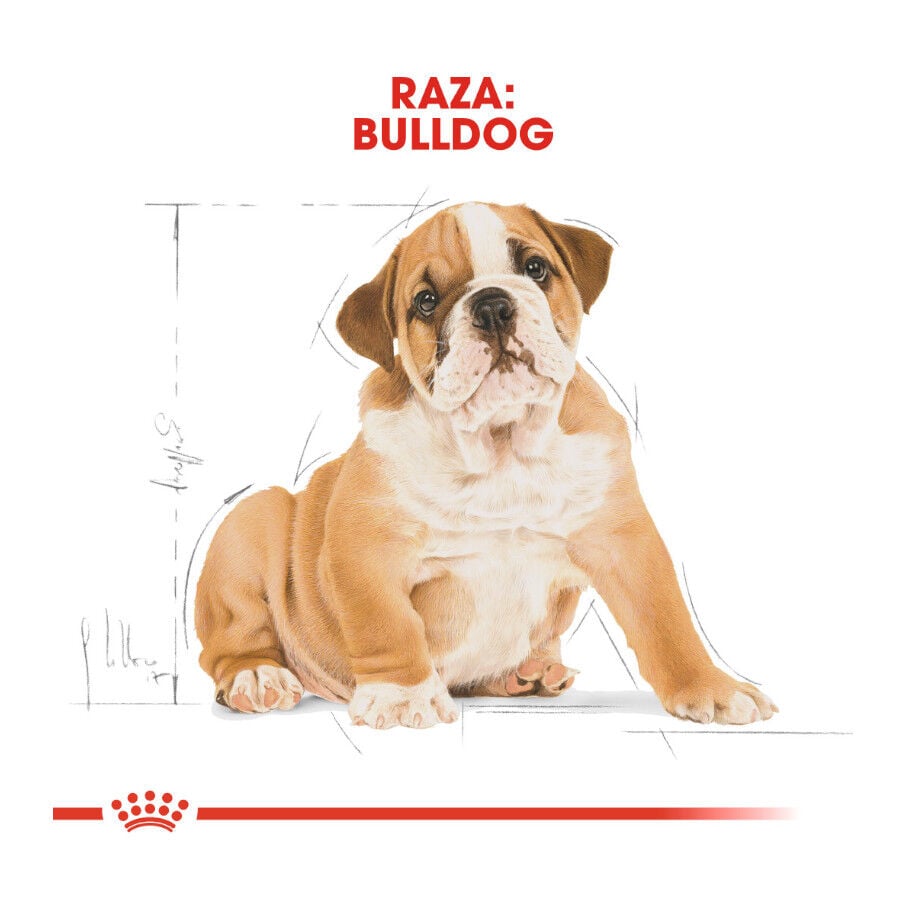 12 kg Royal Canin Puppy Bulldog pienso para perros, , large indicador imagen numero 4