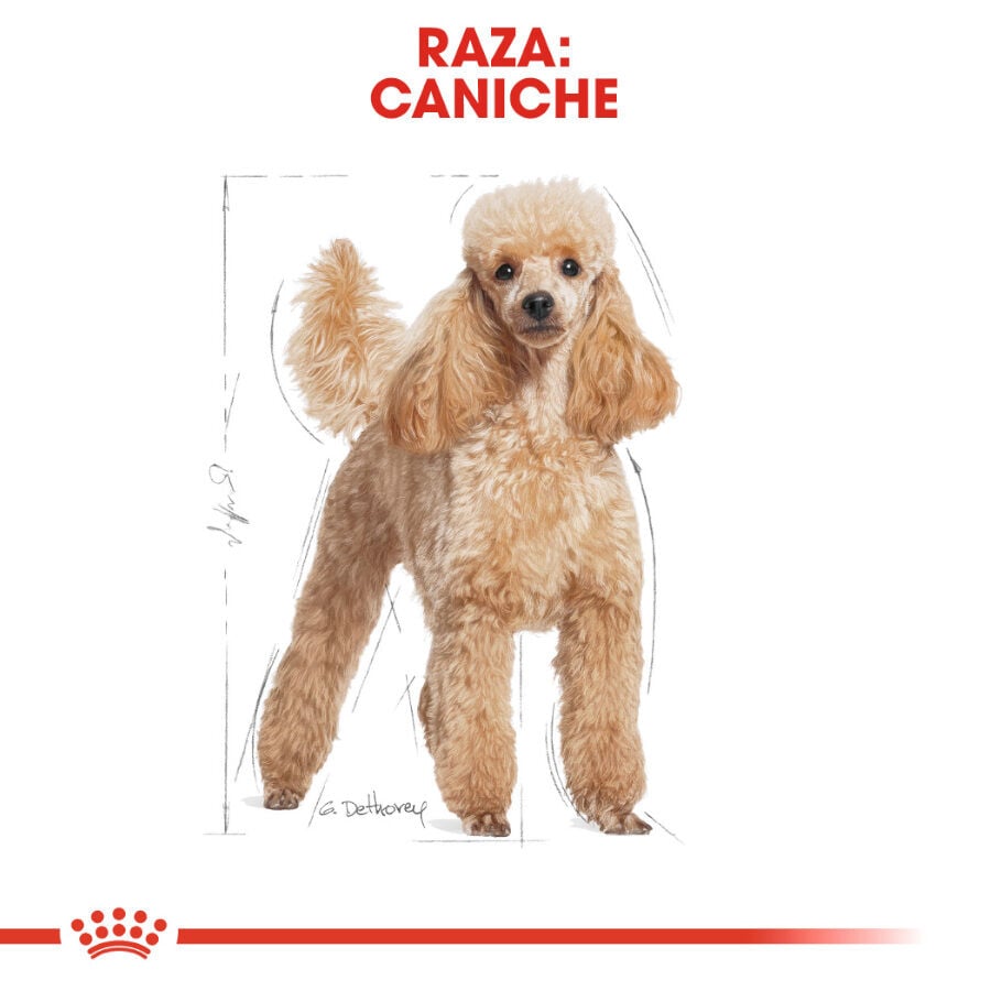 85 g Royal Canin Adult Poodle Pat&eacute; sobre para perros, , large Imagen numero 3