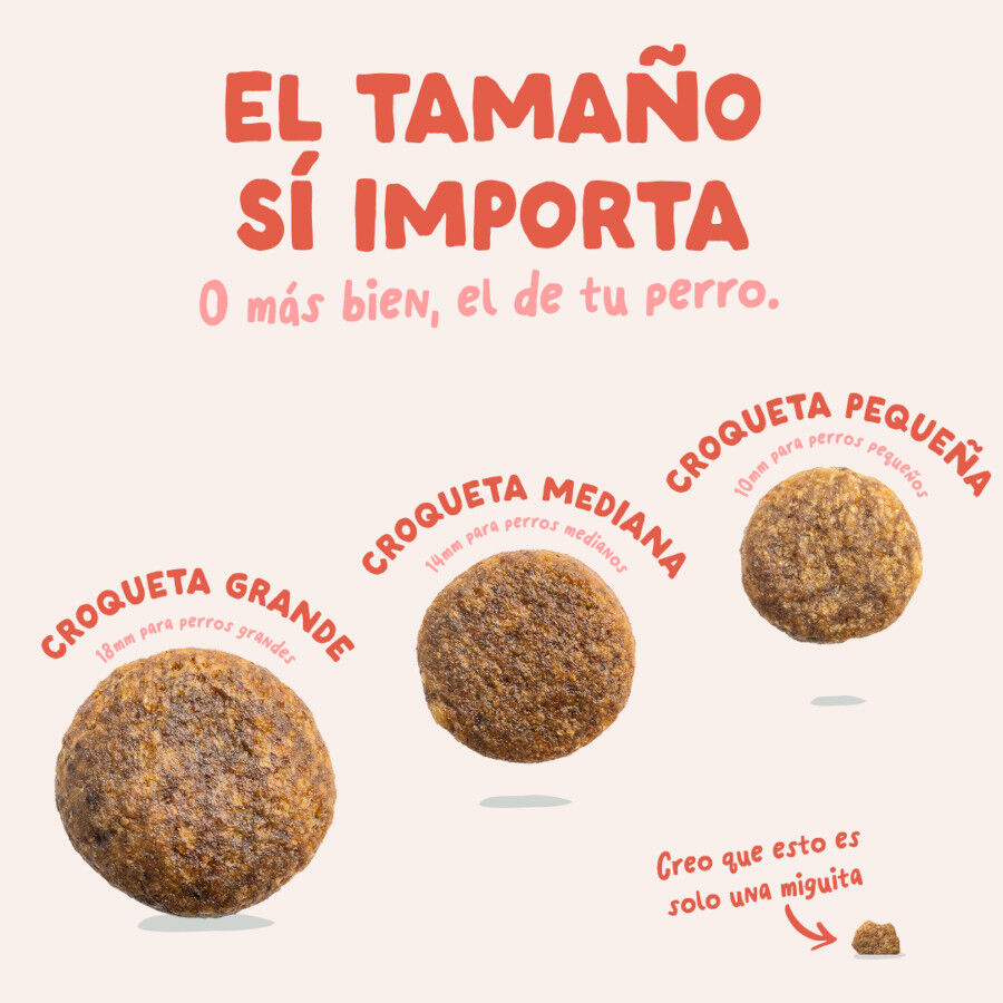 12 kg Edgard & Cooper Senior Salm&oacute;n Noruego y Pollo pienso para perros, , large indicador imagen numero 5
